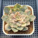 Echeveria 'Anna' Variegated 2" Succulent Plant Cutting