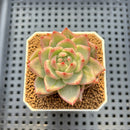 Echeveria Agavoides 'Frank Reinalt' Variegated 2" Succulent Plant Cutting