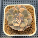 Echeveria 'Pollux' Variegated 2" Succulent Plant Cutting