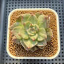 Echeveria 'Floriditi' Variegated 2" Succulent Plant Cutting