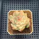 Echeveria Chihuahuaensis Variegated 2" Succulent Plant Cutting