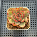 Echeveria Agavoides 'Dark Pamela' Variegated 2" Succulent Plant Cutting