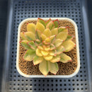 Echeveria Agavoides 'Red Tip' Variegated 2" Succulent Plant Cutting