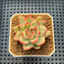 Echeveria Agavoides sp. Variegated 2" Succulent Plant Cutting