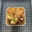 Echeveria 'Royal Chanel' Variegated 2" Succulent Plant Cutting