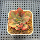 Echeveria sp. Variegated 2" Succulent Plant Cutting