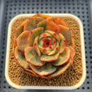 Echeveria 'Salu' Variegated Round-Leaf 2" Succulent Plant Cutting