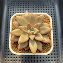 Echeveria 'Angel Star' 2"-3" Succulent Plant Cutting