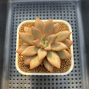 Echeveria 'Angel Star' 2"-3" Succulent Plant Cutting