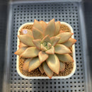 Echeveria 'Angel Star' 2"-3" Succulent Plant Cutting
