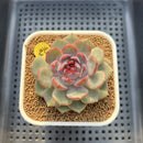 Echeveria 'Wild Strawberry' 2"-3" Succulent Plant Cutting