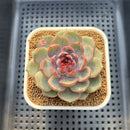 Echeveria 'Wild Strawberry' 2"-3" Succulent Plant Cutting