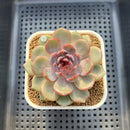 Echeveria 'Wild Strawberry' 2"-3" Succulent Plant Cutting