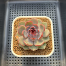 Echeveria 'Wild Strawberry' 2"-3" Succulent Plant Cutting