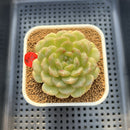 Echeveria 'Esmeralda' Jelly Type 2"-3" Succulent Plant Cutting