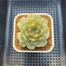 Echeveria 'Esmeralda' Jelly Type 2"-3" Succulent Plant Cutting