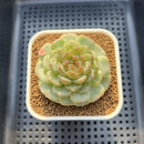Echeveria 'Esmeralda' Jelly Type 2"-3" Succulent Plant Cutting