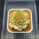 Echeveria 'Esmeralda' Jelly Type 2"-3" Succulent Plant Cutting