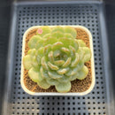 Echeveria 'Esmeralda' Jelly Type 2"-3" Succulent Plant Cutting