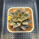 Echeveria 'Monocerotis' Variegated 3" Succulent Plant Cutting