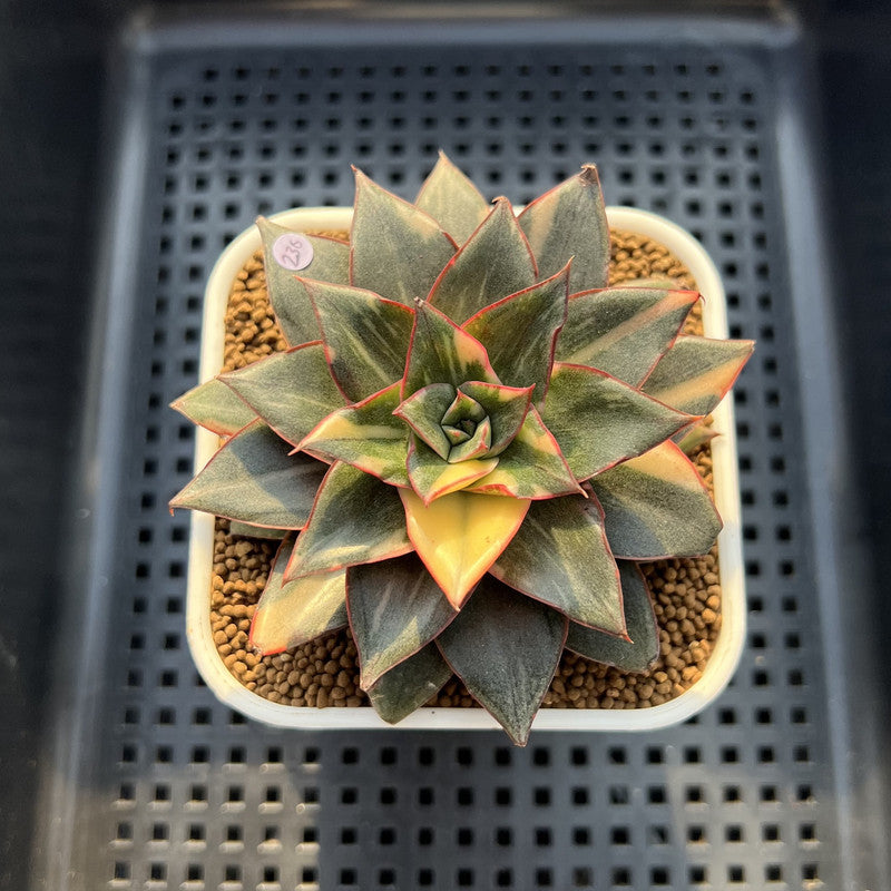 Echeveria 'Monocerotis' Variegated 3" Succulent Plant Cutting
