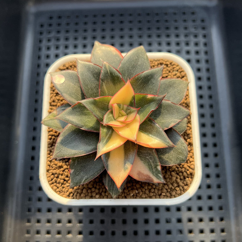 Echeveria 'Monocerotis' Variegated 3" Succulent Plant Cutting