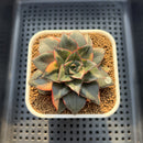 Echeveria 'Monocerotis' Variegated 3" Succulent Plant Cutting