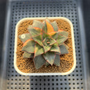 Echeveria 'Monocerotis' Variegated 3" Succulent Plant Cutting