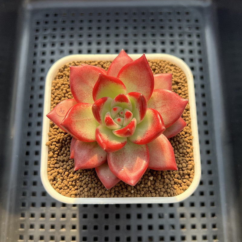 Echeveria Agavoides 'Red Plum' 2"-3" Succulent Plant Cutting