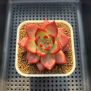 Echeveria Agavoides 'Red Plum' 2"-3" Succulent Plant Cutting