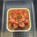 Echeveria Agavoides 'Red Plum' 2"-3" Succulent Plant Cutting