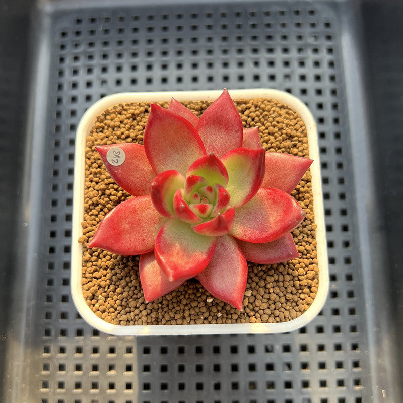 Echeveria Agavoides 'Red Plum' 2"-3" Succulent Plant Cutting