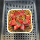 Echeveria Agavoides 'Red Plum' 2"-3" Succulent Plant Cutting