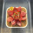 Echeveria Agavoides 'Red Plum' 2"-3" Succulent Plant Cutting