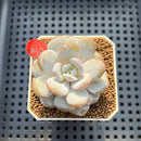 Echeveria Laui 2" Succulent Plant Cutting