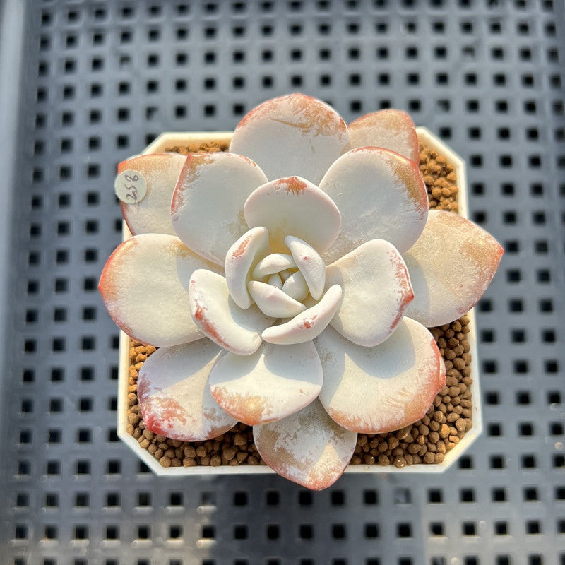Echeveria Laui 2" Succulent Plant Cutting