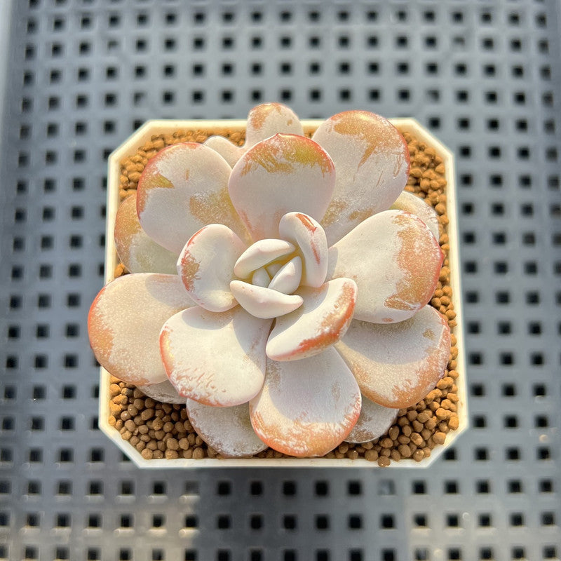 Echeveria Laui 2" Succulent Plant Cutting