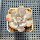 Echeveria Laui 2" Succulent Plant Cutting