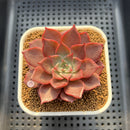 Echeveria 'Evelyn' 2" Succulent Plant Cutting