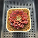 Echeveria 'Evelyn' 2" Succulent Plant Cutting