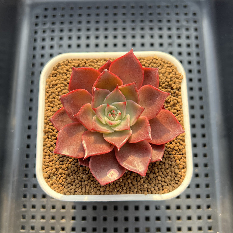 Echeveria 'Evelyn' 2" Succulent Plant Cutting