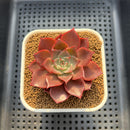 Echeveria 'Evelyn' 2" Succulent Plant Cutting