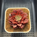 Echeveria 'Evelyn' 2" Succulent Plant Cutting