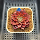 Echeveria 'Evelyn' 2" Succulent Plant Cutting