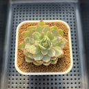 Echeveria Agavoides 'Queens Maria' Variegated 2"-3" Succulent Plant Cutting