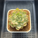 Echeveria Agavoides 'Queens Maria' Variegated 2"-3" Succulent Plant Cutting