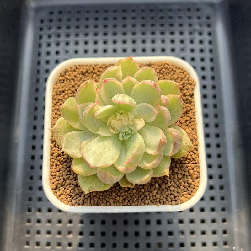 Echeveria Agavoides 'Queens Maria' Variegated 2"-3" Succulent Plant Cutting