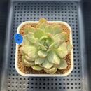 Echeveria Agavoides 'Queens Maria' Variegated 2"-3" Succulent Plant Cutting