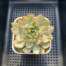 Echeveria Agavoides 'Queens Maria' Variegated 2"-3" Succulent Plant Cutting