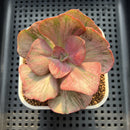 Echeveria 'Suyon' Variegated 2" Succulent Plant Cutting